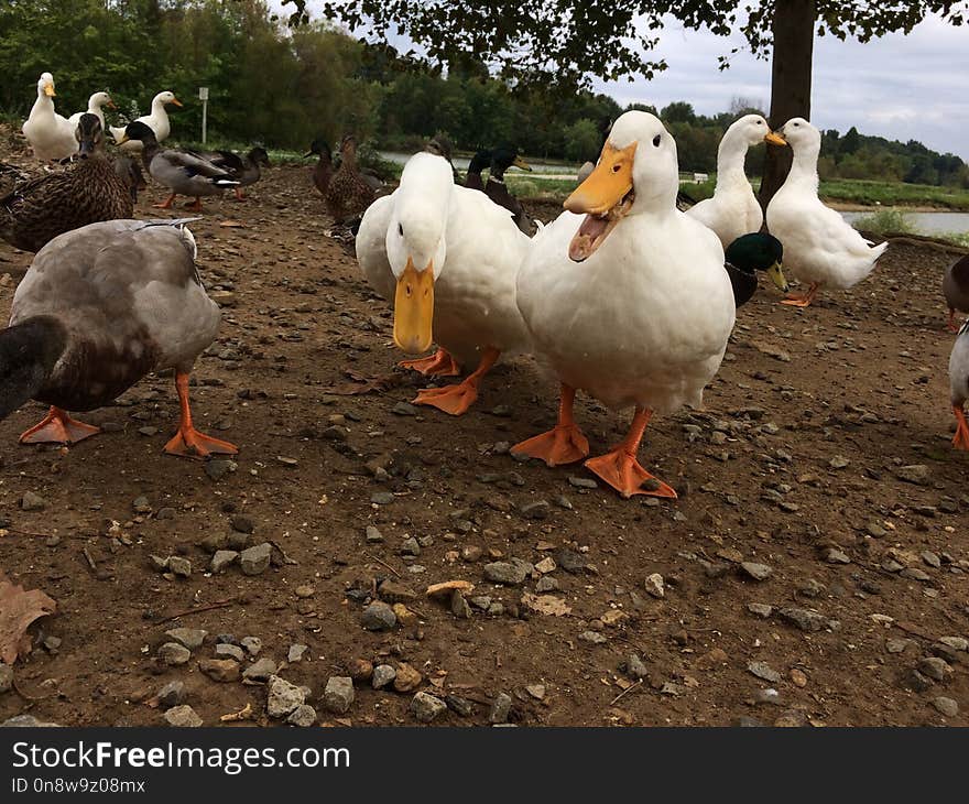 Water Bird, Ducks Geese And Swans, Duck, Bird