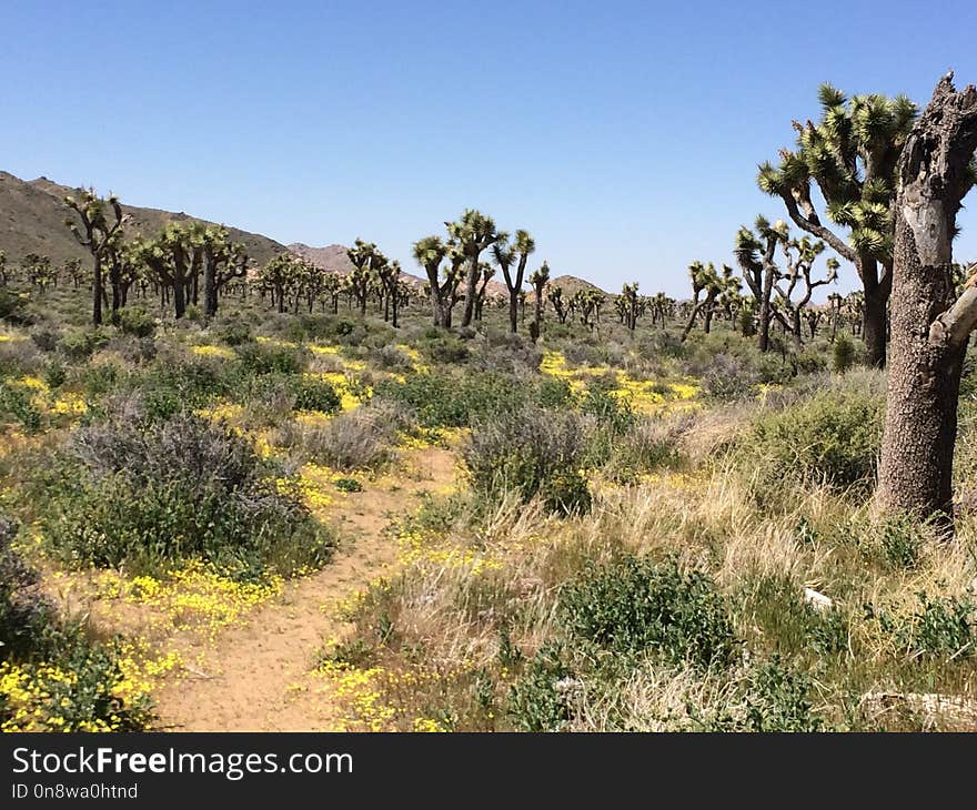 Chaparral, Vegetation, Shrubland, Ecosystem