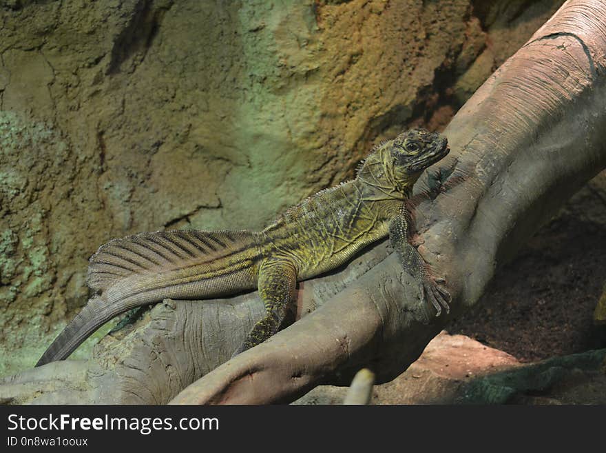 Reptile, Fauna, Scaled Reptile, Iguana