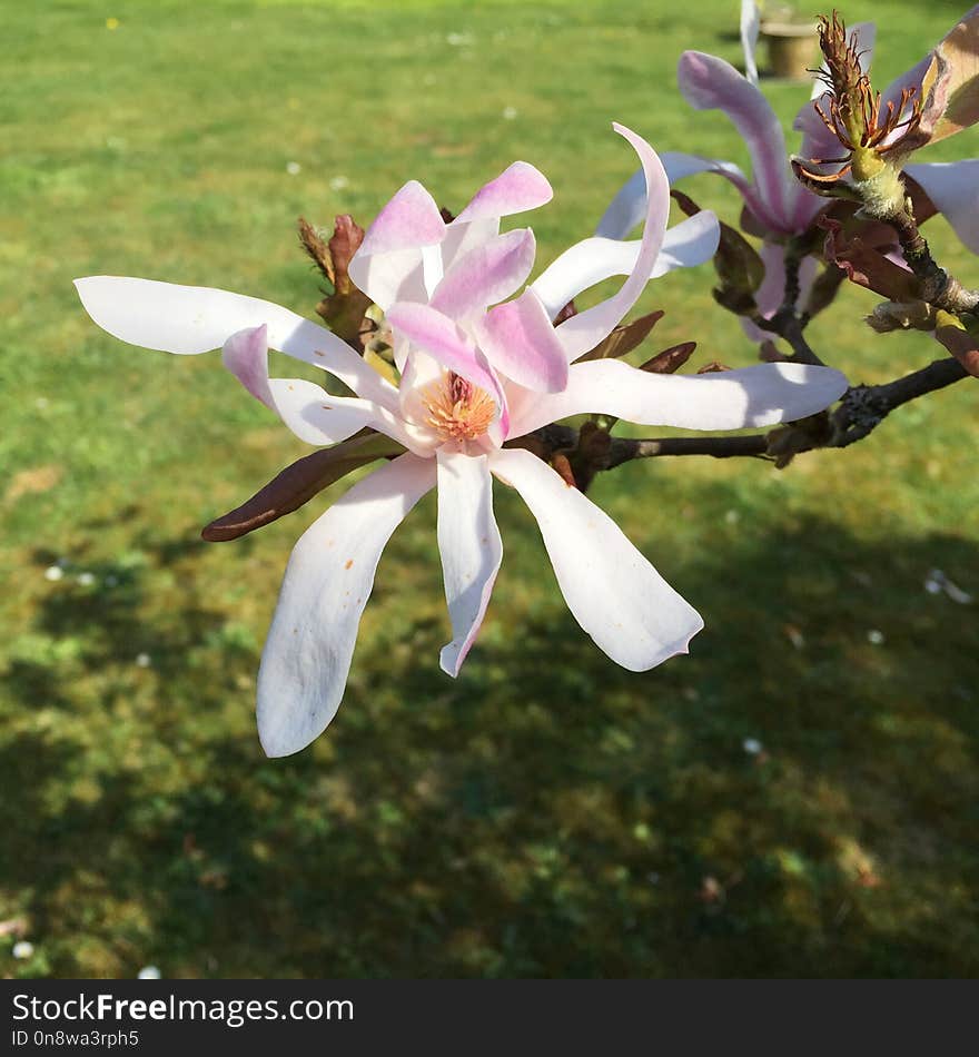 Flower, Plant, Flora, Flowering Plant