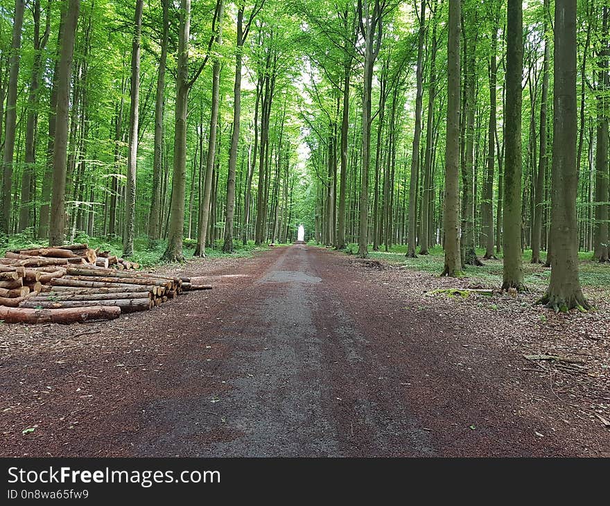 Path, Woodland, Forest, Tree