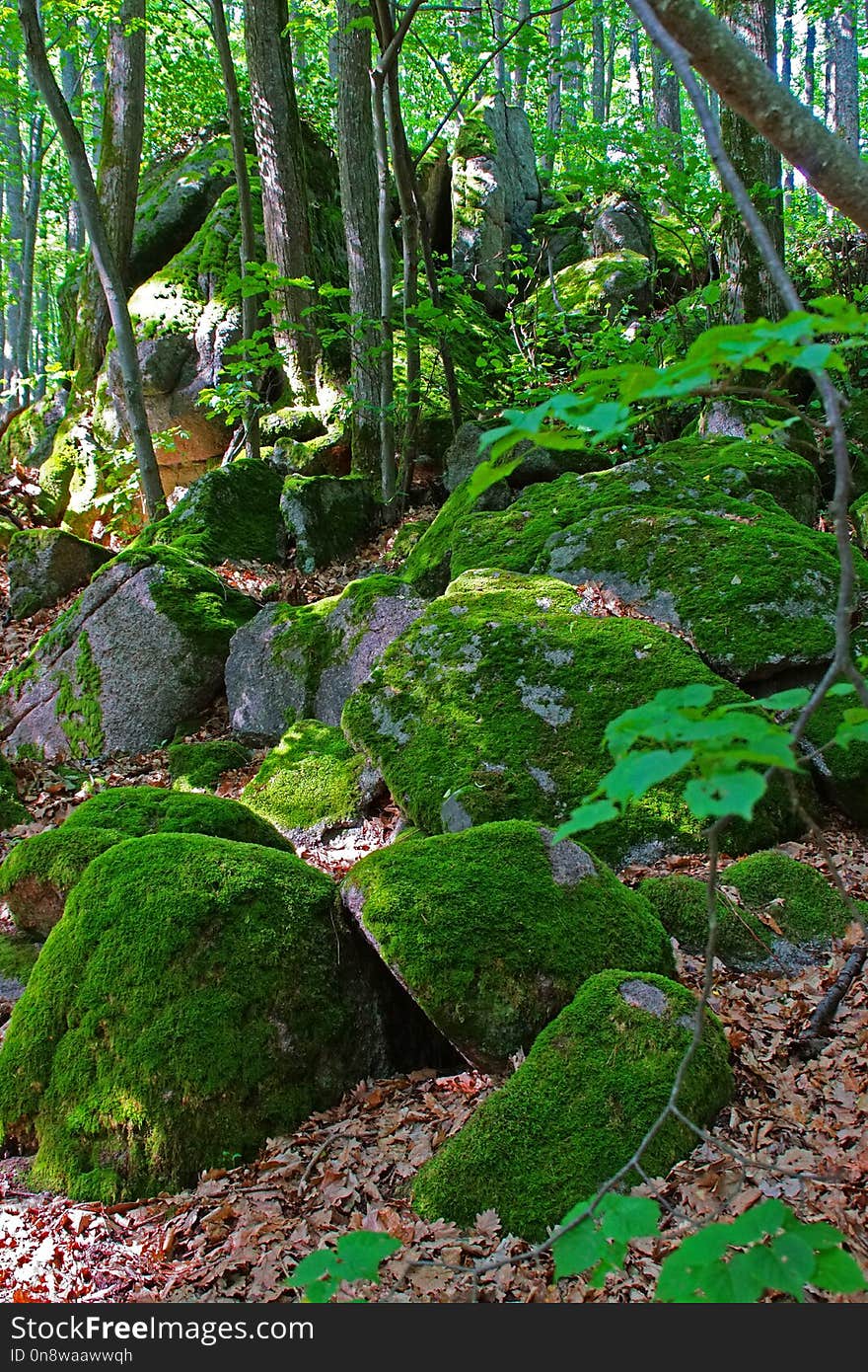 Vegetation, Plant, Nature, Green