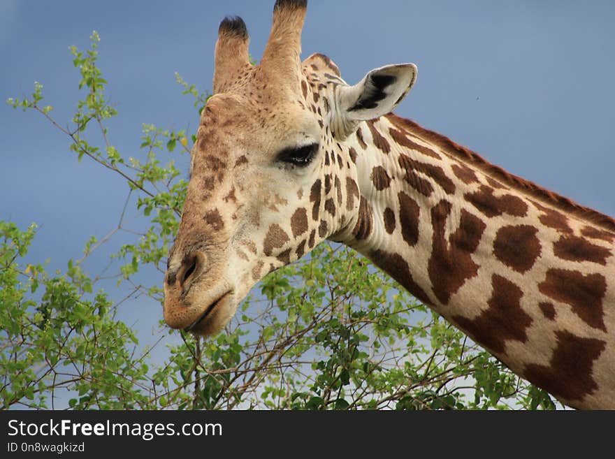 Giraffe, Terrestrial Animal, Wildlife, Giraffidae