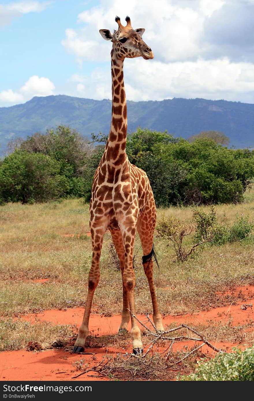 Giraffe, Terrestrial Animal, Wildlife, Giraffidae