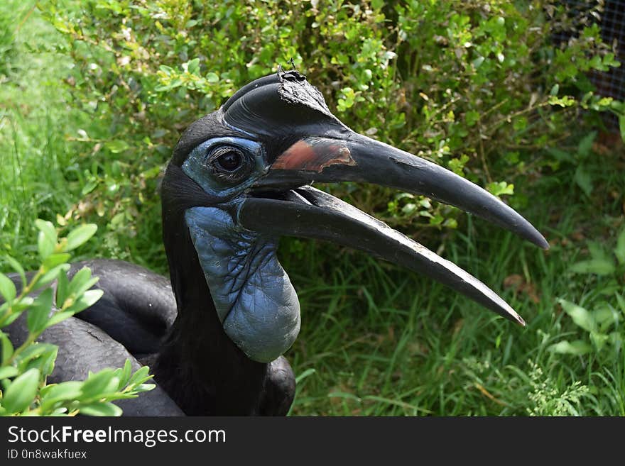 Beak, Hornbill, Bird, Grass