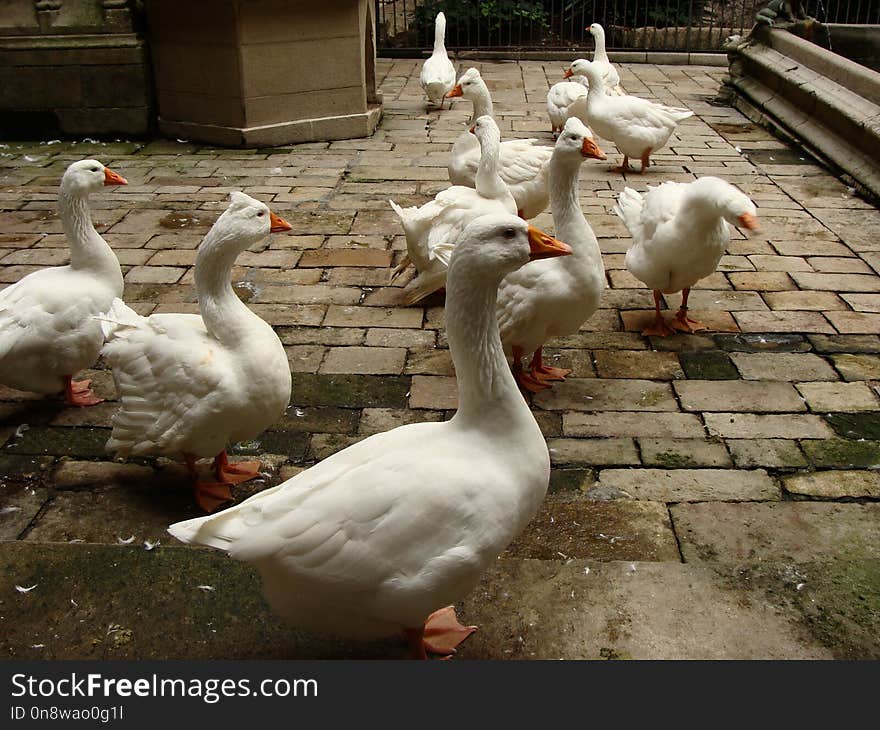 Water Bird, Ducks Geese And Swans, Duck, Fauna