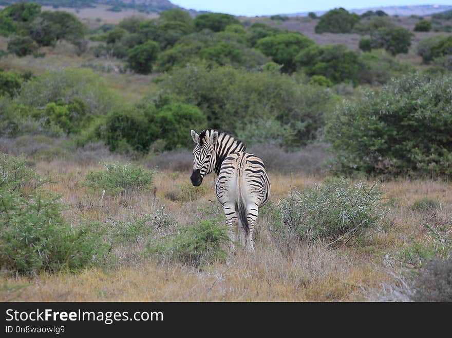 Wildlife, Grassland, Zebra, Ecosystem