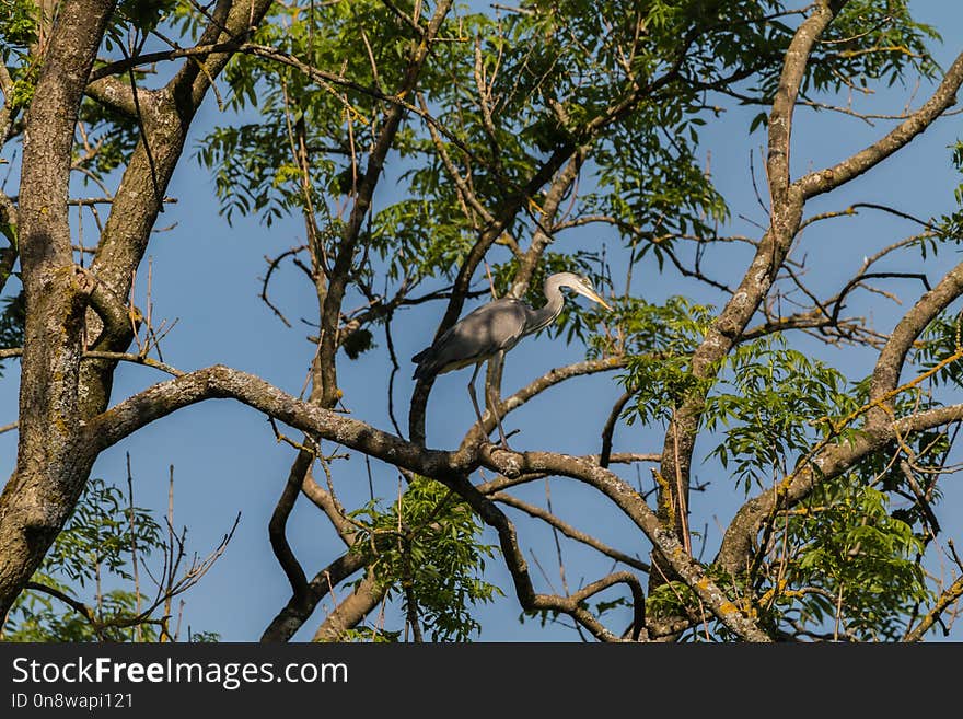 Fauna, Tree, Branch, Ecosystem