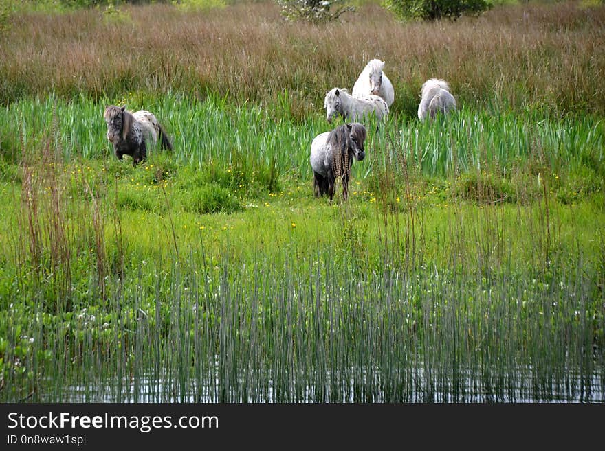 Pasture, Nature Reserve, Wetland, Grassland