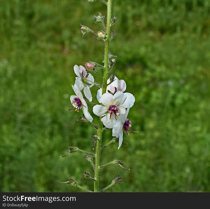 Plant, Flora, Flower, Verbascum