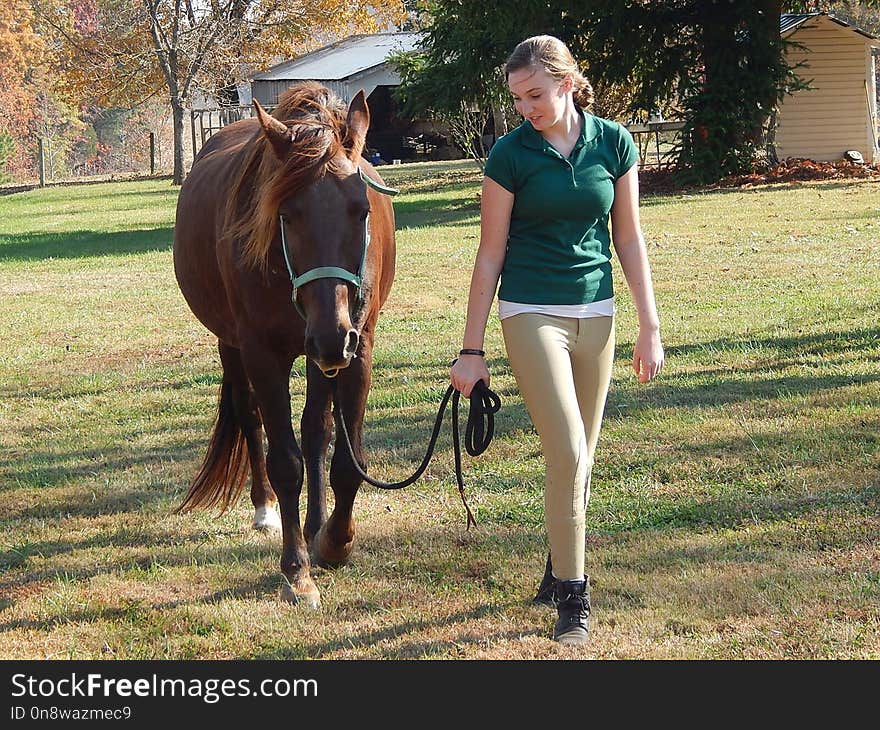 Horse, Bridle, Rein, Horse Harness