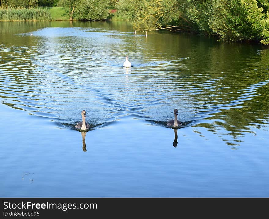 Water, Reflection, Waterway, Body Of Water