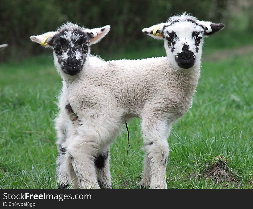 Sheep, Cow Goat Family, Goats, Livestock