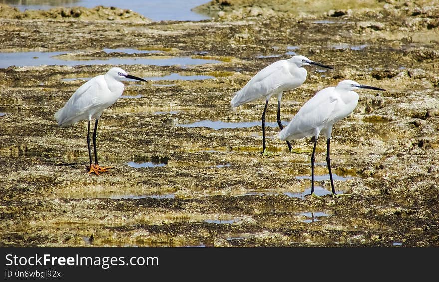 Bird, Ecosystem, Fauna, Shorebird