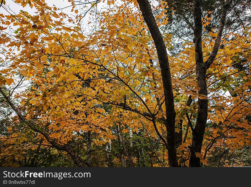 Tree, Autumn, Nature, Leaf