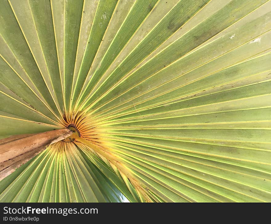 Leaf, Vegetation, Arecales, Palm Tree