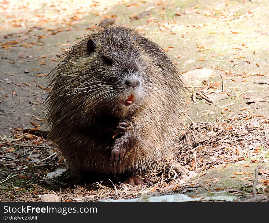 Fauna, Mammal, Muskrat, Beaver