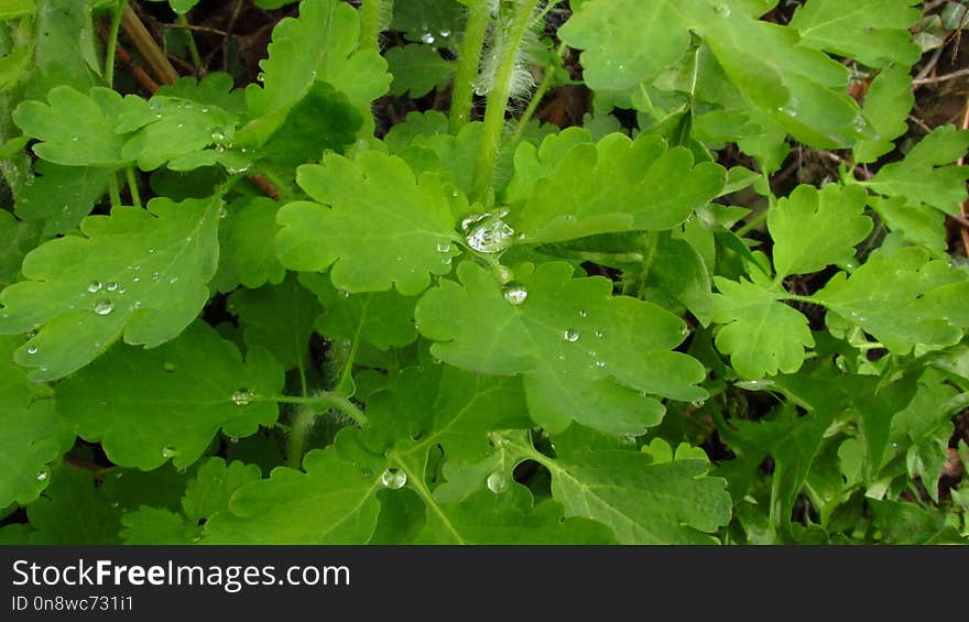 Leaf, Plant, Annual Plant, Herb