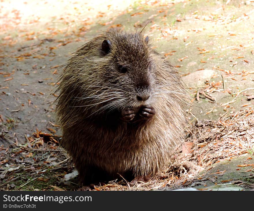 Fauna, Mammal, Muskrat, Rodent