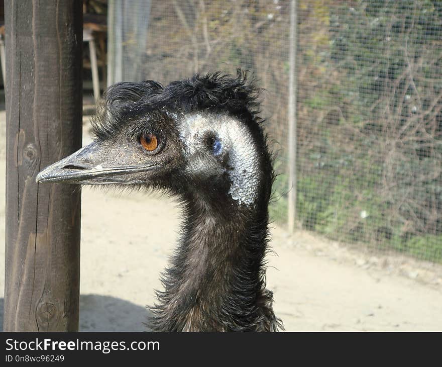 Emu, Ratite, Beak, Bird