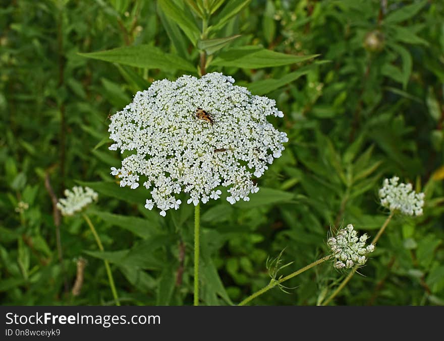 Cow Parsley, Plant, Apiales, Parsley Family