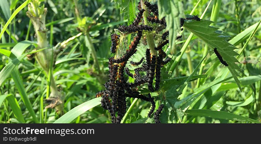 Vegetation, Crop, Plant, Grass