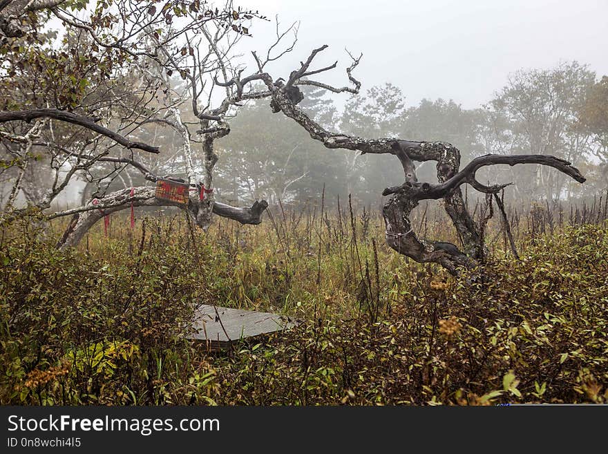 Tree, Woody Plant, Vegetation, Ecosystem