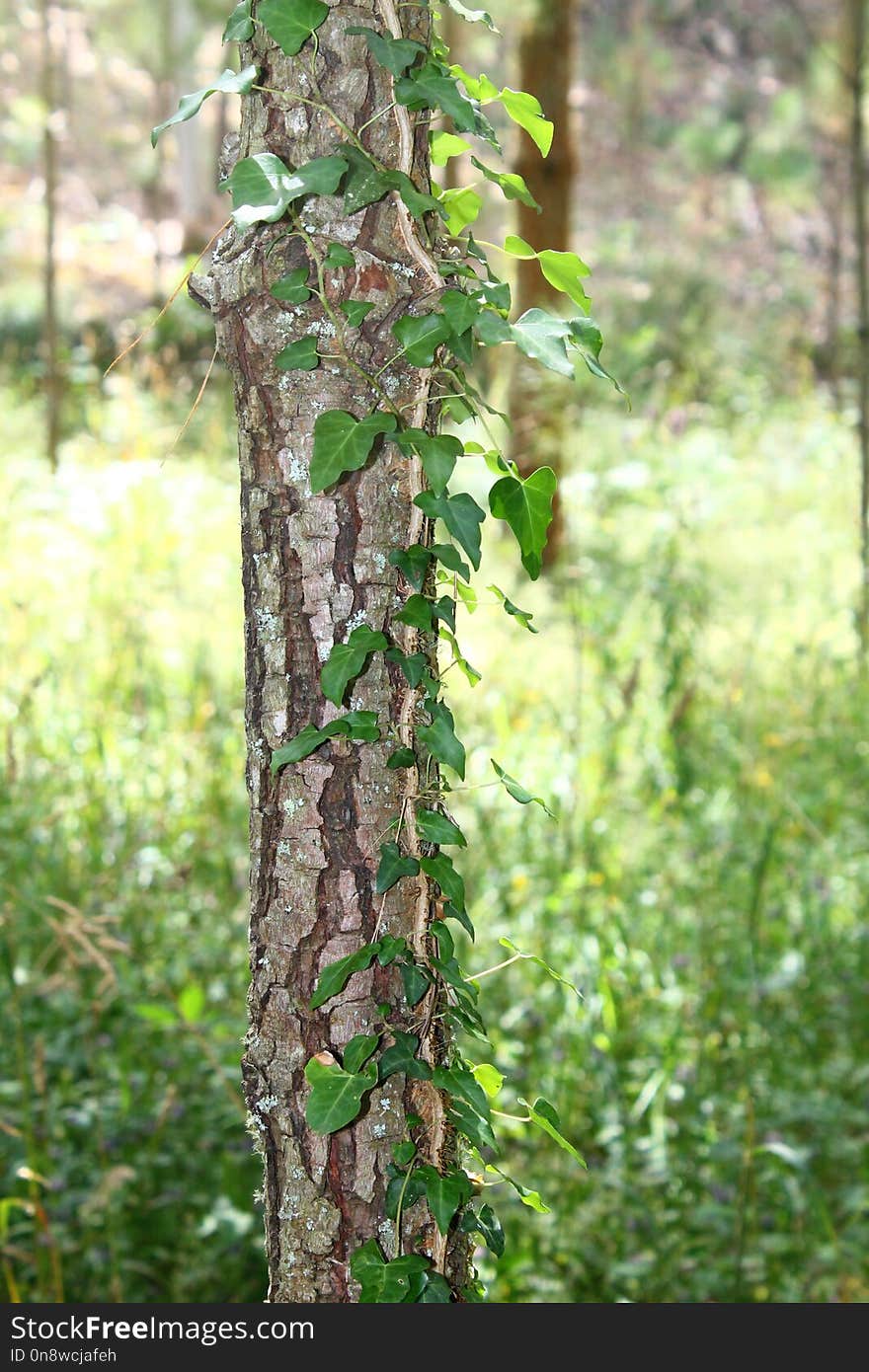 Tree, Trunk, Flora, Plant