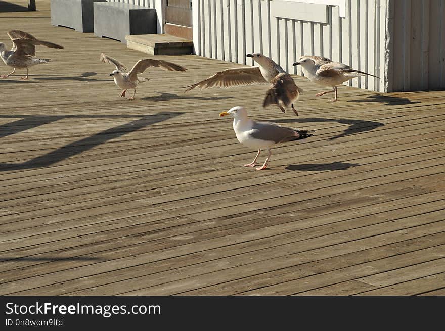 Bird, Fauna, Seabird, Wood