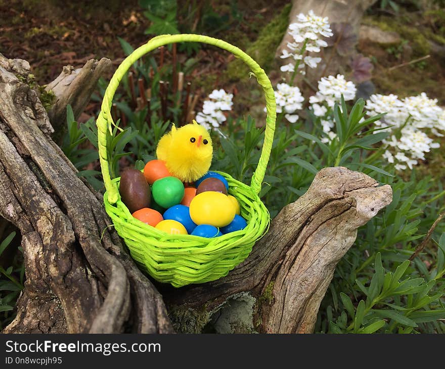 Easter, Grass, Easter Egg, Bird