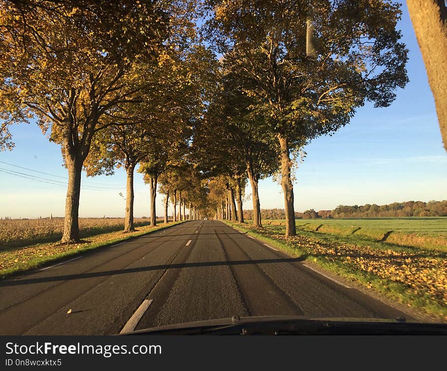 Road, Tree, Sky, Nature