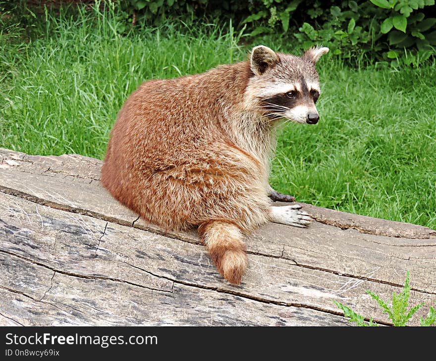 Mammal, Fauna, Terrestrial Animal, Raccoon