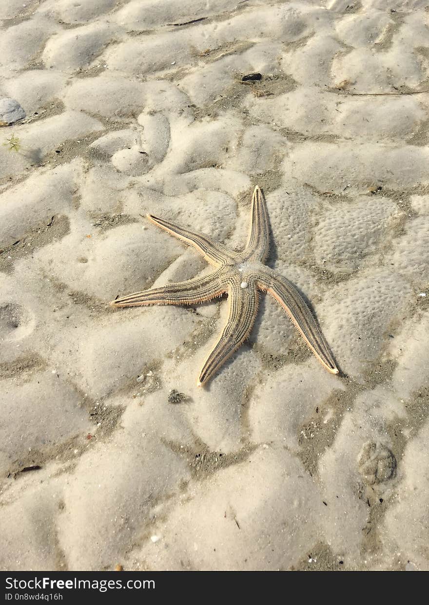 Starfish, Sand, Echinoderm, Marine Invertebrates