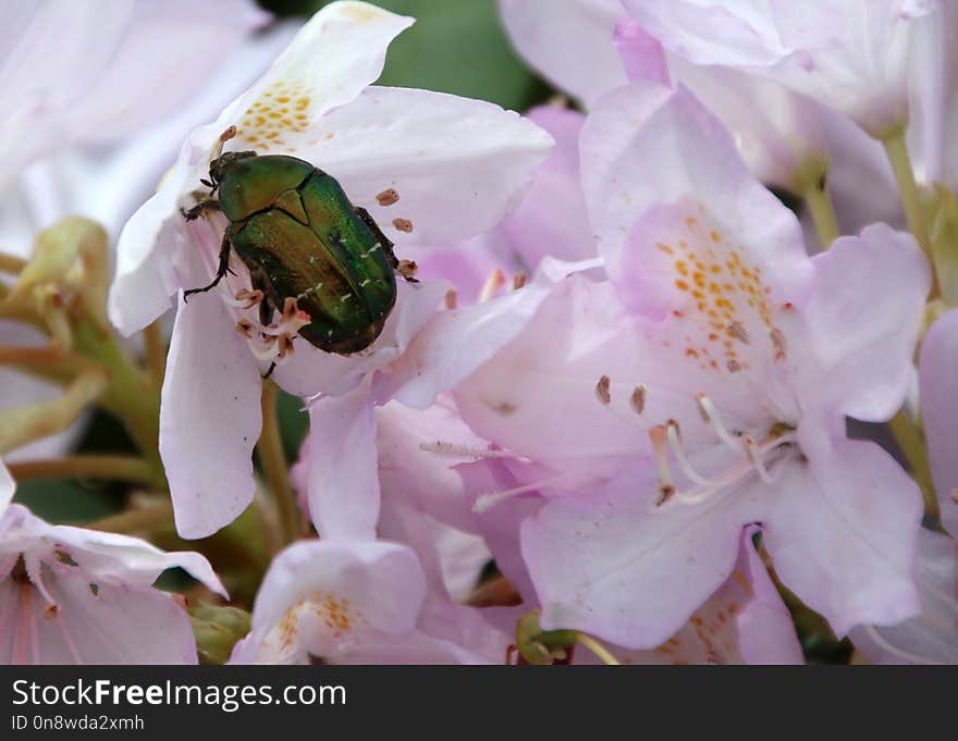 Flower, Bee, Flora, Blossom