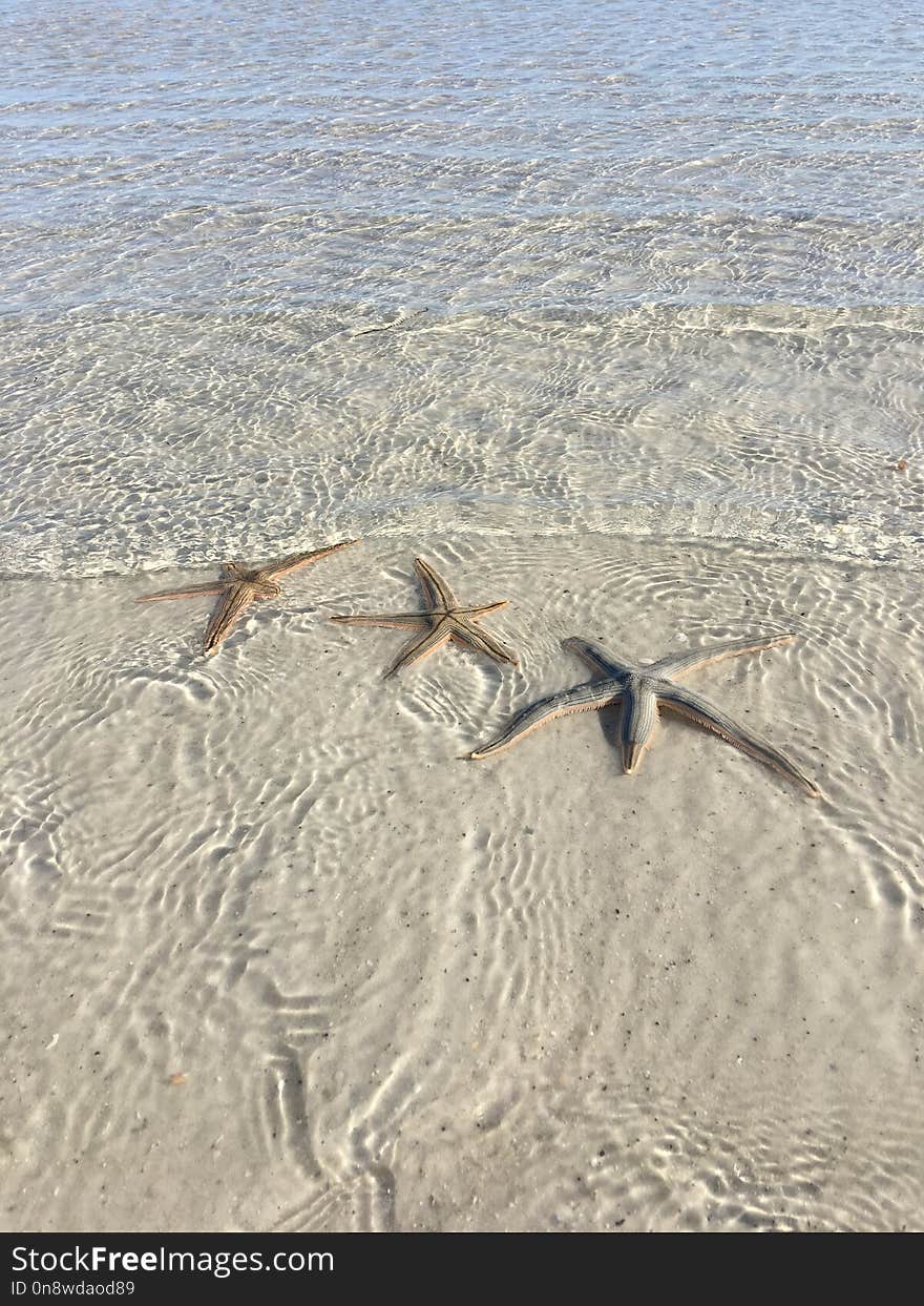 Mudflat, Sand, Water, Water Bird