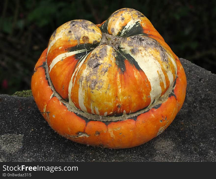 Winter Squash, Cucurbita, Vegetable, Cucumber Gourd And Melon Family