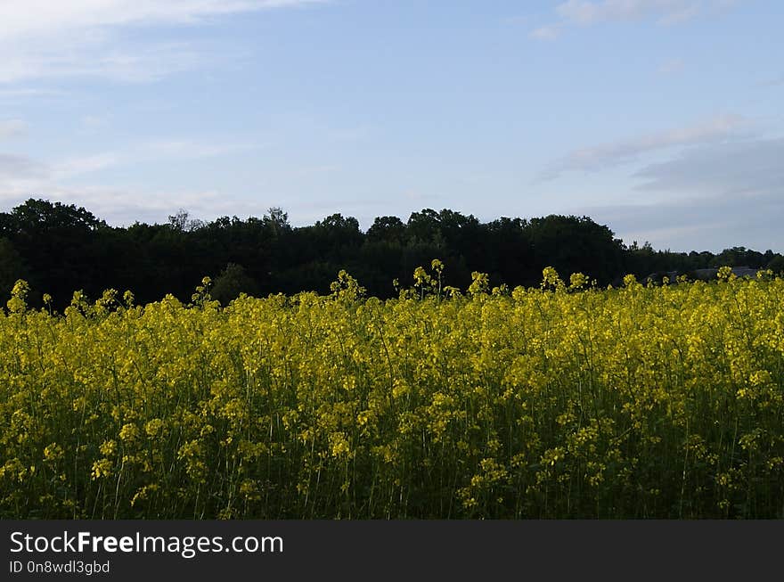 Yellow, Field, Sky, Rapeseed