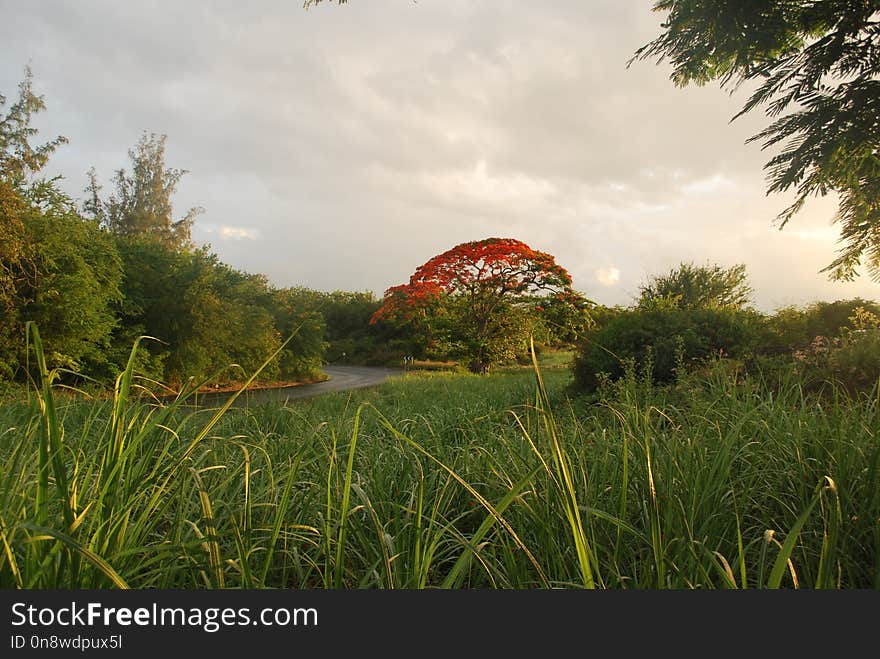 Nature, Vegetation, Sky, Leaf