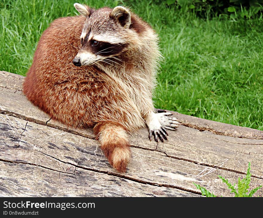 Raccoon, Procyonidae, Fauna, Mammal