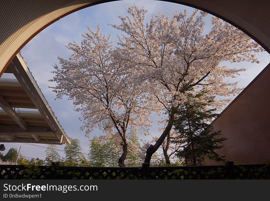 Tree, Sky, Plant, Woody Plant