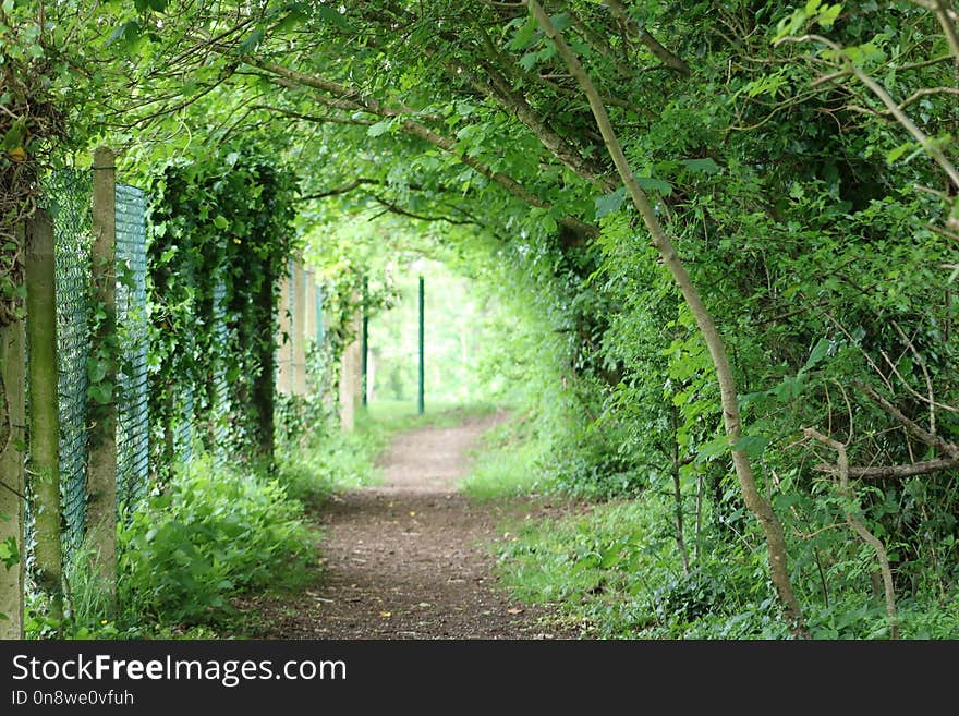 Vegetation, Nature Reserve, Woodland, Ecosystem