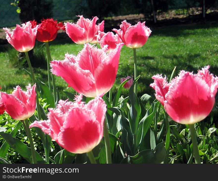 Flower, Plant, Tulip, Flowering Plant