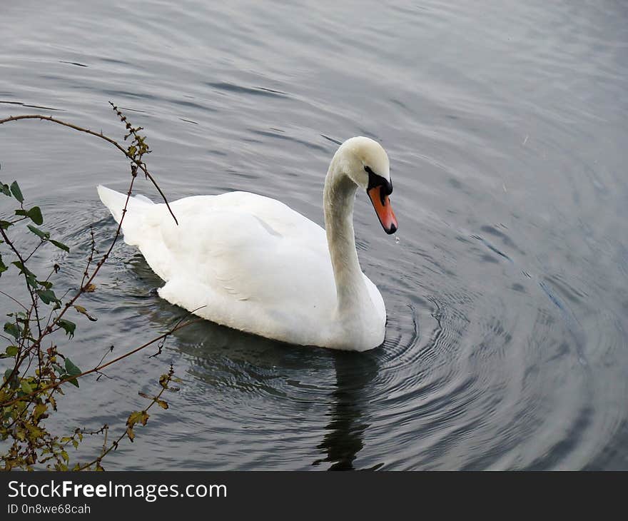 Swan, Bird, Water Bird, Ducks Geese And Swans