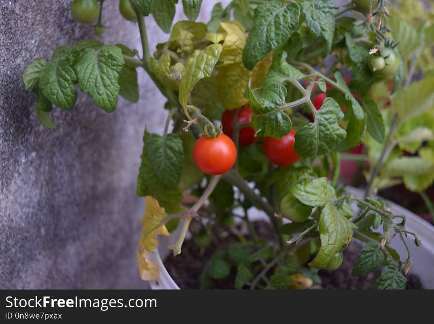 Natural Foods, Strawberries, Local Food, Fruit