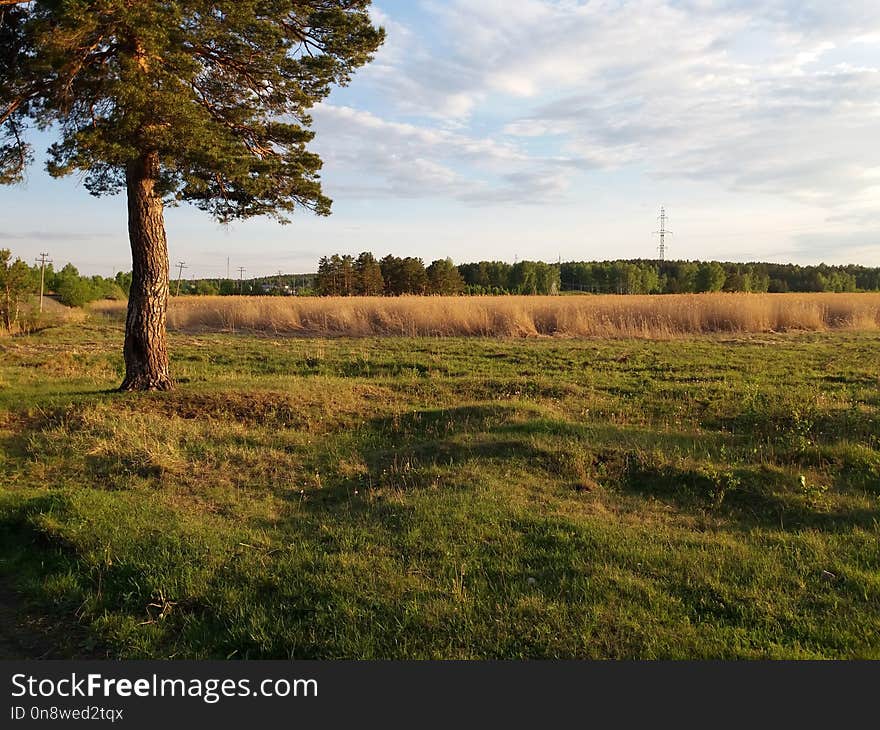 Grassland, Ecosystem, Pasture, Nature Reserve