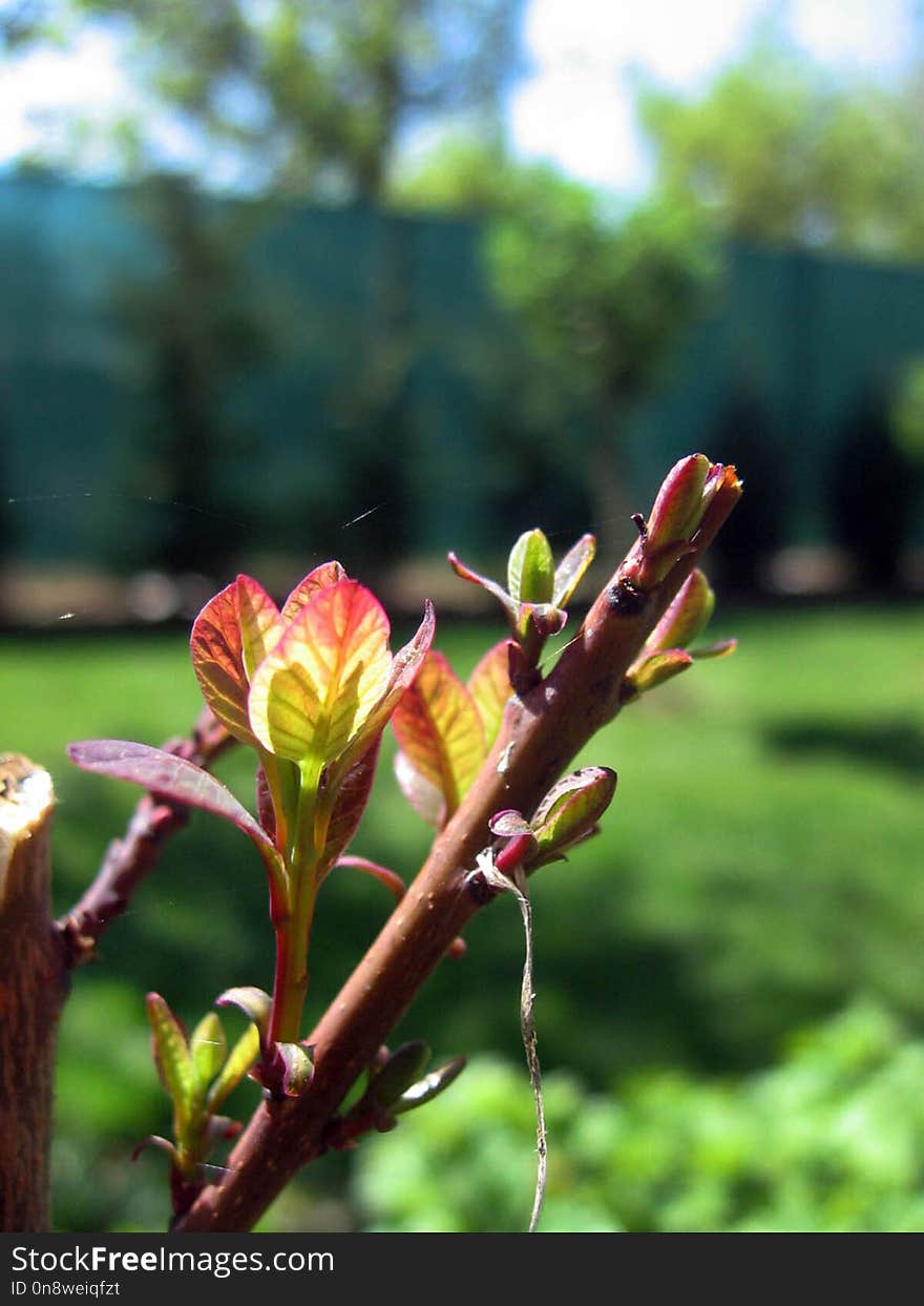 Plant, Flora, Vegetation, Flower