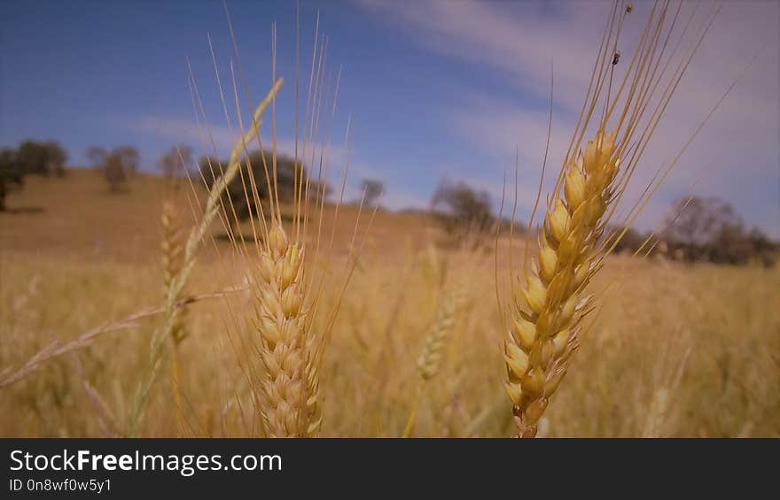 Ecosystem, Wheat, Field, Food Grain