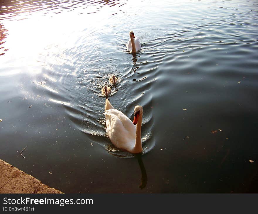 Water, Reflection, Water Bird, Duck