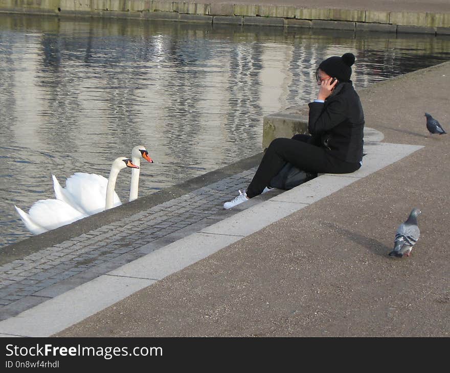 Bird, Water, Water Bird, Vertebrate