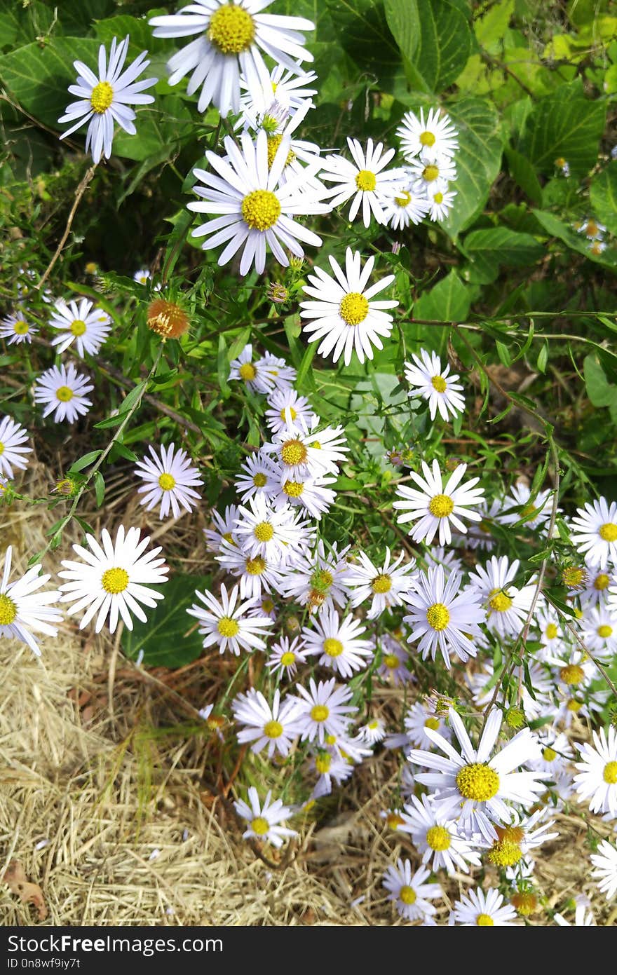 Flower, Plant, Flora, Flowering Plant